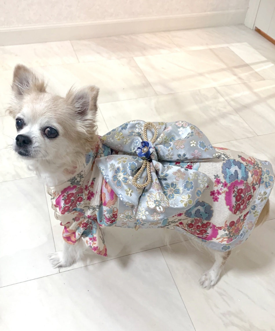 らいおん　犬服　犬用お着物 ONEKOSAMA OINUSAMA 犬 服 着物風ペットウェア（XS〜2L） 「ZOZO