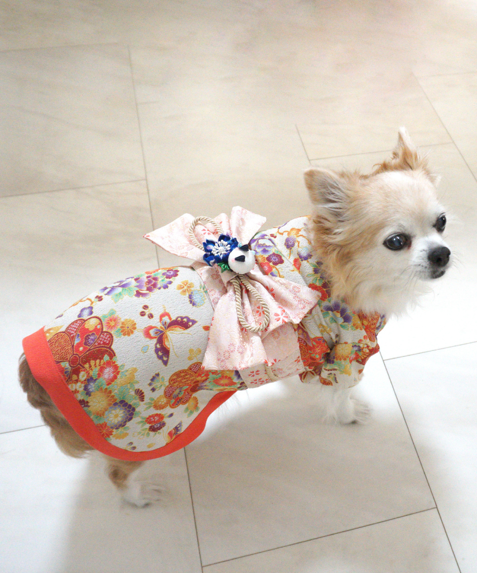 エキゾチカ　犬　着物 犬の和服＆ドレス エ キ ゾ チ カ