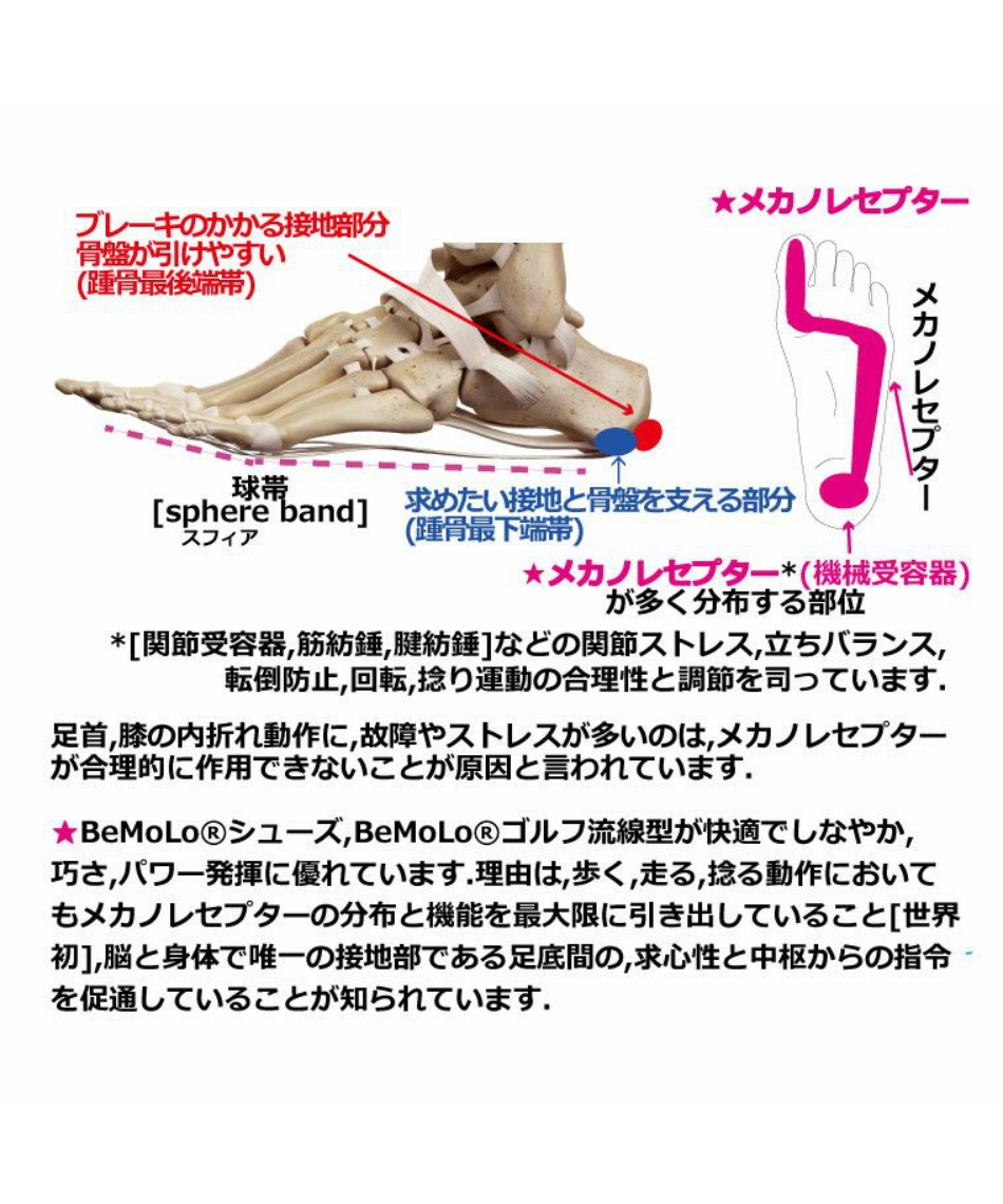 ビモロ(BeMoLo) ゴルフシューズ スパイクレス ビモロゴルフ 流線型